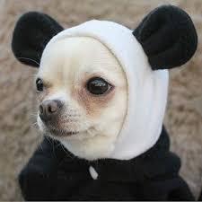 Paws Passion No Pull Harness Chihuahua Dogs Cute Chihuahua Chihuahua