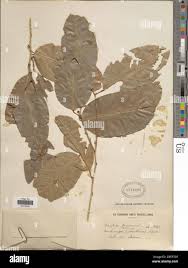 Image result for Pauridiantha dewevrei