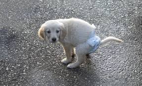 7 diy dog diaper ideas homemade puppy diapers for messes in 2021 dog diapers male puppy diapers dog diapers