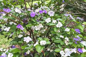 Image result for Pupalia grandiflora