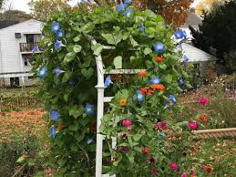 Free on orders over $79.99. Heavenly Blue Bloom Later Than Other Morning Glory