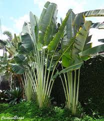 Image result for Strelitzia nicolai