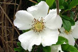 Image result for Rosa laevigata