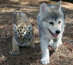 Husky And Tiger Cok Sirin Hayvanlar Hayvan Bebekler Sevimli Hayvan Yavrulari