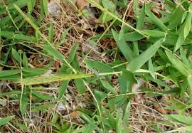 Image result for Fuirena leptostachya