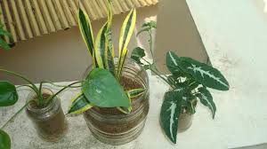 Terrariums Plants Indoor Plants Bottle Garden