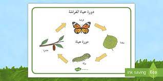 بساط مفردات دورة حياة الفراشة arabic kids cartoon pics coloring download