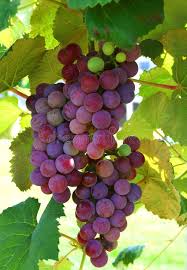 Photo About Table Grapes On The Vine Ready For Harvest Image Of Leaf Harvest Juice 5433964 Grapes Fruit Photography Grape Painting