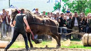 Probă cal de tractiune 2020 dl. The Maze Game Probe De Cai 2018 Campion Locul 3