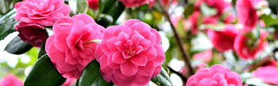 The acacia flower means a love that is true, chaste, and pure that sometimes may be concealed which is why it can make the perfect accent for a alternatively, the acacia flower also symbolizes beauty in retirement and thus can be a wonderful accent in a present to a retiring friend as well. Meaning And Symbolism Of Camellia