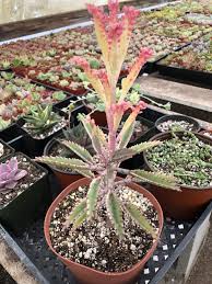 Pin On Succulents