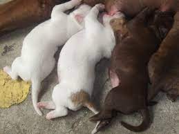 Proven tips from dog experts that has worked for more than 875,000 dog owners worldwide. How To Help A Dog Produce More Milk For Her Puppies Pethelpful