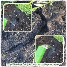 Na, dann mach' mal alles wieder zu und plan und beobachte, was sich. Mause Im Garten Vertreibung Aus Dem Paradies Mauseplage Aber Nicht In Meinem Garten Birthes Bunter Blog Garten