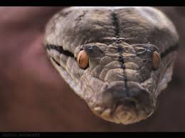Contextual translation of ular sawah into english. Black Mamba Wallpaper Reptile Vertebrate Snake Serpent Scaled Reptile 375960 Wallpaperuse