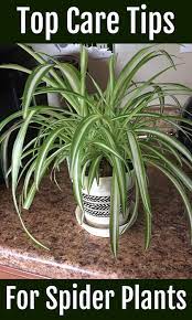 Spider Plant Care Tips Plant Care Houseplant Spider Plant Care Plants