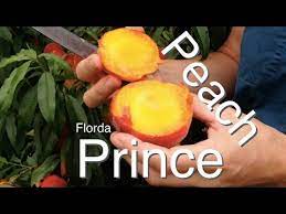 They are also an attractive tree for a variety of landscapes in houston. Prince Of Peaches The Florda Prince Peach Tree Low Chill Youtube