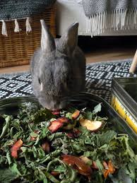 La Dure Vie Du Lapin Urbain Mon Petit Assistant Lapin Animaux