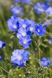 Image result for Linum