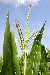The thing to know about the corn plant, or maize, is that it is a grass. Maize Wikipedia