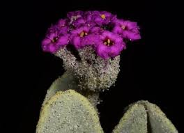 Image result for Phaeoptilum