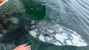 Grey whale 'kidnaps' boat of people and carries them on her back in Mexico  [VIDEO] | Daily Mail Online