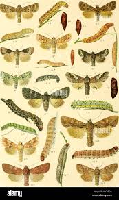 Image result for Hadena irregularis