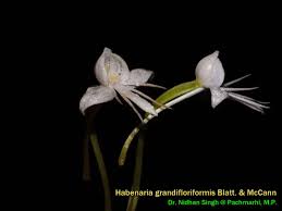 Image result for Habenaria cirrhata