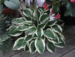 I specifically chose to replace them with francee hostas because they so many variegateds go sickly yellow hues over the season. Are My Hosta Patriot Or Minuteman Can You Tell The Difference