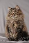 Siberian Cat and Kitten Colours