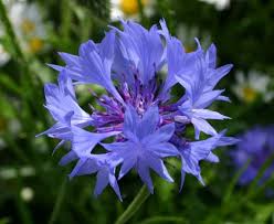 Image result for Centaurea
