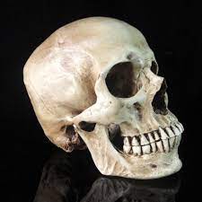 We did not find results for: Buy Lifesize 1 1 Human Skull Replica Resin Model Anatomical Medical Skeleton At Affordable Prices Free Shipping Real Reviews With Photos Joom