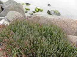 Image result for Sarcocornia