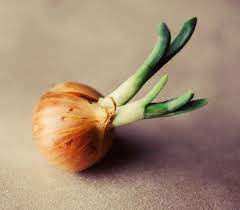 A quick warning about onion sites. Growing Onions Indoors You Don T Need A Lot Of Space To Grow Onions