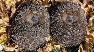 Sie müssen dann für die futtersuche mehr aufwand betreiben, das bereitet ihnen aber kaum probleme. Achtung Niedlich Wildtiere Im Winterschlaf Welt Der Wunder Tv