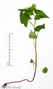 Image result for Fagopyrum esculentum