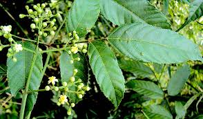 Image result for Laurembergia tetrandra