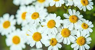 How To Grow Feverfew Gardener S Path