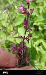 Image result for Ocimum labiatum