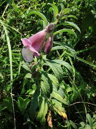 Image result for Sesamum radiatum