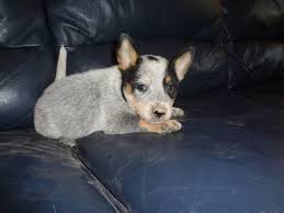 Though not much is known of this hybrid breed, one can make inferences from the nature of its parents. Blue Heeler Puppy 8 Weeks Old For Sale In Doss Missouri Classified Americanlisted Com