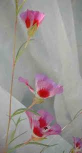 Image result for Kotschya speciosa