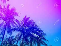 Palm tree print, vintage ernst haeckel poster, palm tree illustration, tropical wall art, vintage wall art, palm tree wall chart, jungle art. Coconut Palm Trees On Summer Colorful Sky Beautiful Tropical Stock Photo Picture And Royalty Free Image Image 103707308