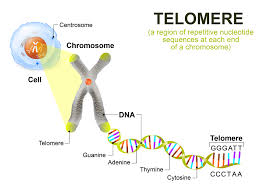 Apa Itu Telomeres Pada Dna Manusia Apakah Kepentingan Telomeres Dalam Menentukan Jangka Hayat Manusia Empayar Bi Telomeres Genetic Abnormalities Sequencing