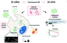 So that means that it has to be protected from the rest of the inside of the cell. Polystyrene Nanoplastics Accumulate In Zfl Cell Lysosomes And In Zebrafish Larvae After Acute Exposure Inducing A Synergistic Immune Response In Vitro Without Affecting Larval Survival In Vivo Environmental Science Nano Rsc