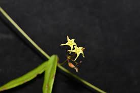 Image result for Vincetoxicum