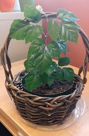 Image result for Cissus