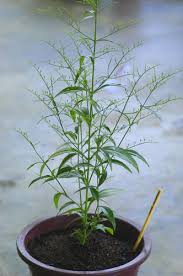 Daun pepaya nama tanaman asal : Bitterweed Andrographis Paniculata Greentropicals