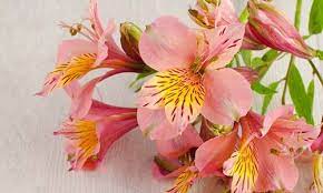 Alstroemeria Peruvian Lilies Peruvian Lilies Lily Plants Alstroemeria