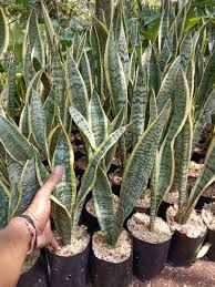 Sansevieria memiliki sekitar 70 spesies, dimana si penemu tanaman hias satu ini adalah pietro antonio sanseverino. Jual Jual Tanaman Hias Sansevieria Lidah Mertua Tanaman Lidah Mertua Pohon Pedang Pedangan Di Lapak Agen Biji Rumput Bukalapak
