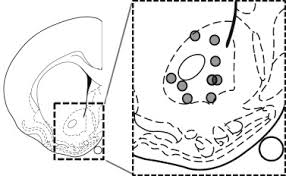 Furthermore, due to its highly efficient protein secretion system and adaptable metabolism, it has been widely used as a cell factory for microbial production of chemicals, enzymes, and. Phasic Mesolimbic Dopamine Release Tracks Reward Seeking During Expression Of Pavlovian To Instrumental Transfer Biological Psychiatry